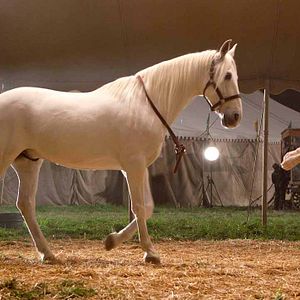 Foto Agua para elefantes