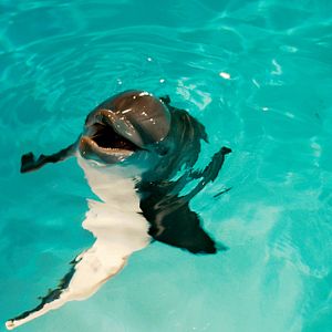 Foto Charles Martin Smith