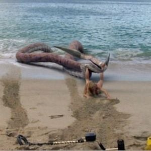 Foto Sharktopus