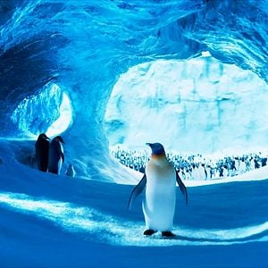 Foto Happy Feet 2: El pingüino