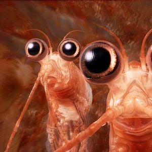 Foto Happy Feet 2: El pingüino