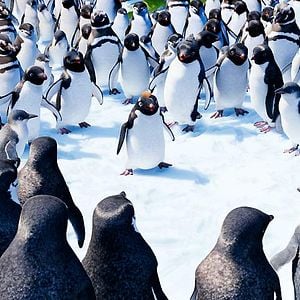 Foto Happy Feet 2: El pingüino