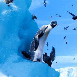 Foto Happy Feet 2: El pingüino