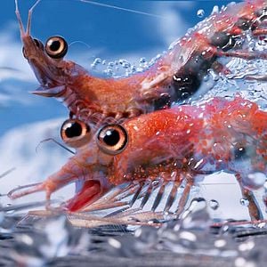 Foto Happy Feet 2: El pingüino