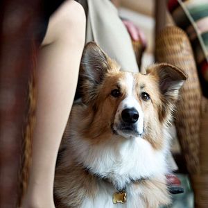 Foto Darling Companion