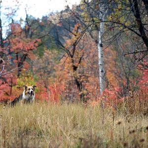 Foto Darling Companion