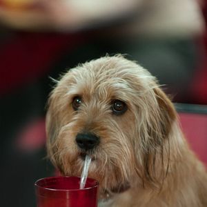 Foto Al diablo con las noticias