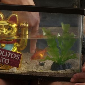 Foto Los insólitos peces gato