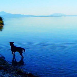 Foto Adiós al lenguaje