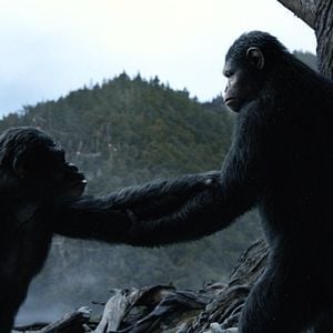 Foto El planeta de los simios: Confrontación
