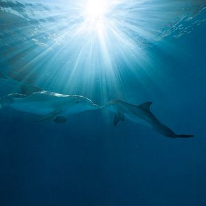 Foto Winter - El delfín 2