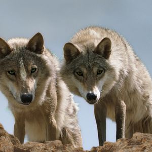 Foto El último lobo