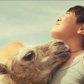 Foto Celestial Camel