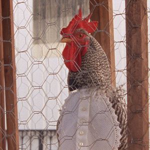 Foto Las mil y una noches: Vol.1, El inquieto