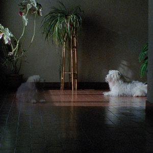 Foto Las mil y una noches: Vol.2, El desconsolado