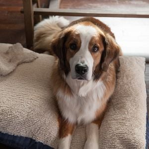 Foto Navidad con los Cooper