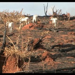 Foto Cowspiracy: The Sustainability Secret