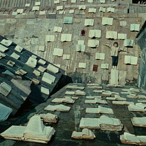 Foto The Color of Pomegranates