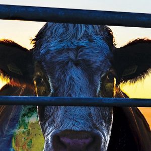 Foto Cowspiracy: The Sustainability Secret