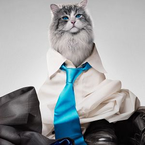 Foto Mi papá es un gato