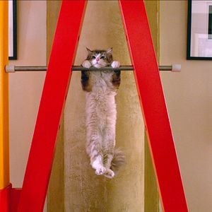 Foto Mi papá es un gato