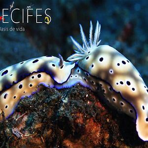 Foto Arrecifes. Oasis de vida