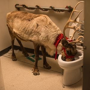 Foto Fiesta de navidad en la oficina