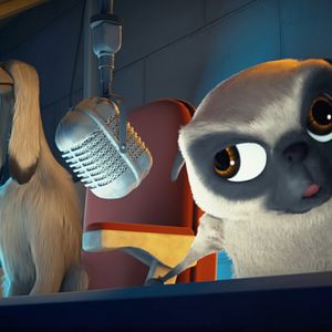 Foto Ozzy: Rápido y peludo