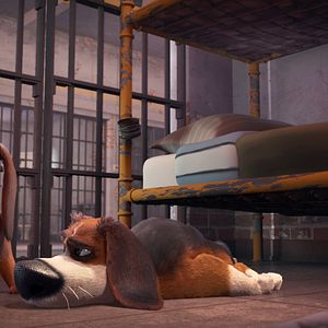 Foto Ozzy: Rápido y peludo