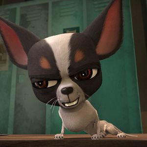 Foto Ozzy: Rápido y peludo