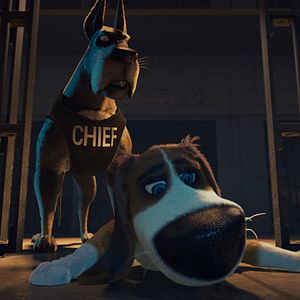 Foto Ozzy: Rápido y peludo