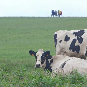 Foto Footprints: El camino de tu vida