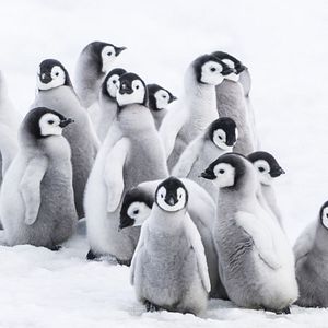 Foto La marcha de los pingüinos 2