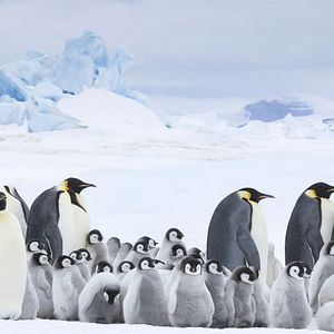 Foto La marcha de los pingüinos 2