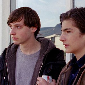 Foto Sparrows (Gorriones)