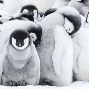 Foto La marcha de los pingüinos 2