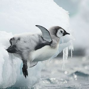 Foto La marcha de los pingüinos 2