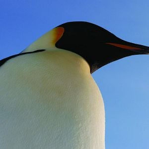 Foto La marcha de los pingüinos 2