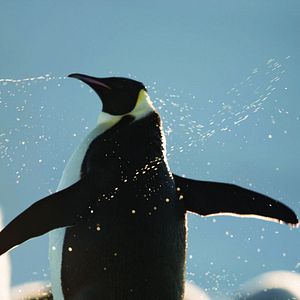 Foto La marcha de los pingüinos 2