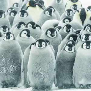 Foto La marcha de los pingüinos 2