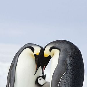 Foto La marcha de los pingüinos 2