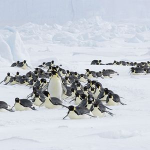 Foto La marcha de los pingüinos 2