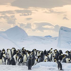 Foto La marcha de los pingüinos 2