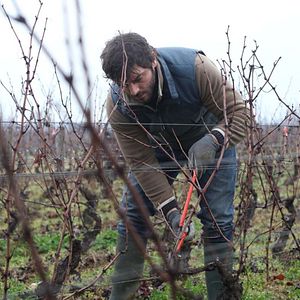 Foto El viñedo que nos une