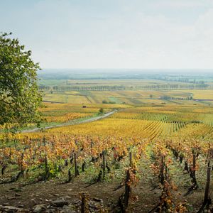 Foto El viñedo que nos une