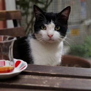 Foto Kedi (Gatos de Estambul)