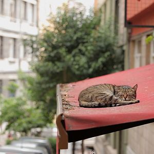 Foto Kedi (Gatos de Estambul)