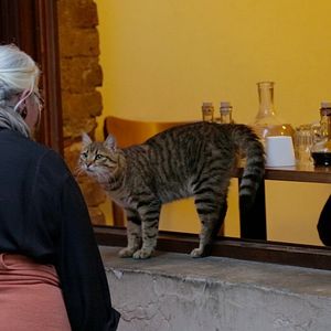 Foto Kedi (Gatos de Estambul)