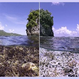 Foto Chasing Coral
