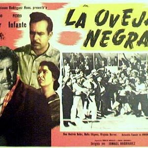 Foto La oveja negra